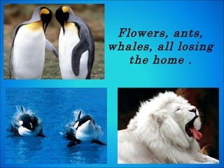 Flowers, ants, whales, all losing the home . 