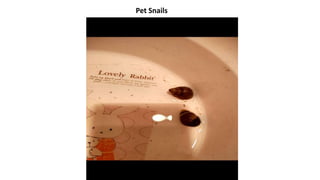 Pet Snails
 