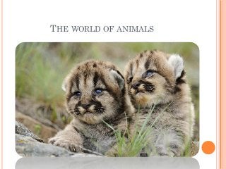 THE WORLD OF ANIMALS
 