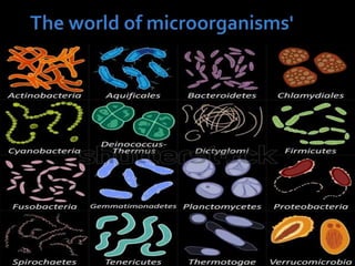 微生物の世界 The World of Microorganisms The world of microorganisms' . | PPTX