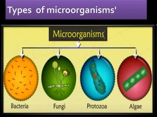 The world of microorganisms' . | PPT