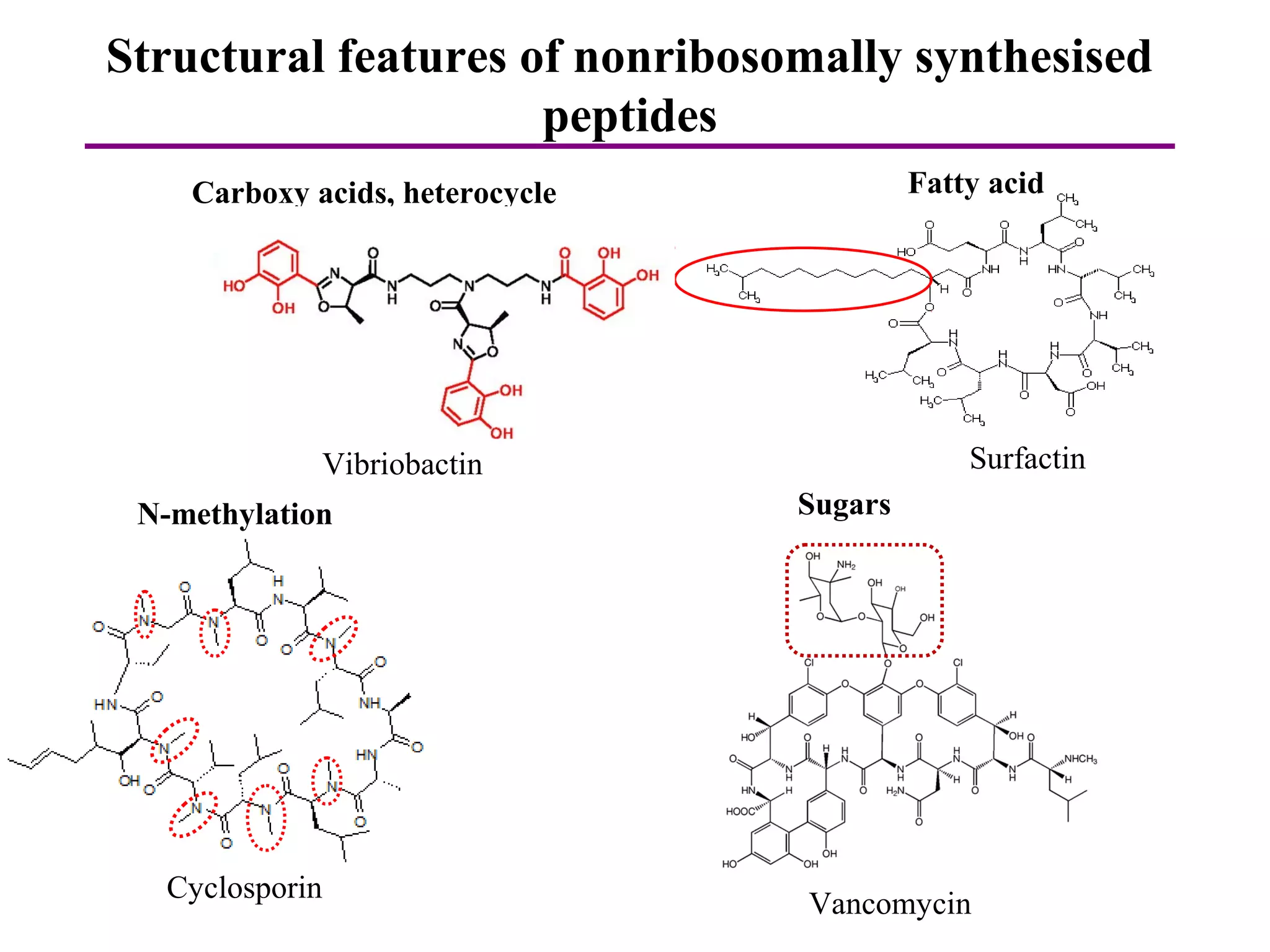 The World of Nonribosomal Peptides | PPT