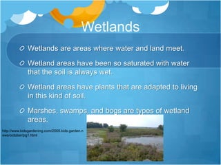 WetlandsWetlands are areas where water and land meet.Wetland areas have been so saturated with water that the soil is always wet.Wetland areas have plants that are adapted to living in this kind of soil.Marshes, swamps, and bogs are types of wetland areas.http://www.kidsgardening.com/2005.kids.garden.news/october/pg1.html