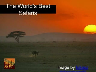 The World's Best
    Safaris




                   Image by lukasz
 