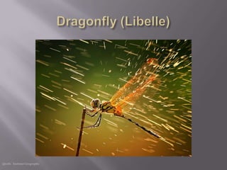 Quelle: National Geographic
 