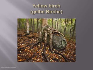 Quelle: National Geographic
 