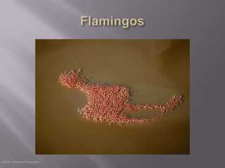 Quelle: National Geographic
 