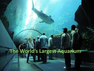 The World’s Largest Aquarium
 