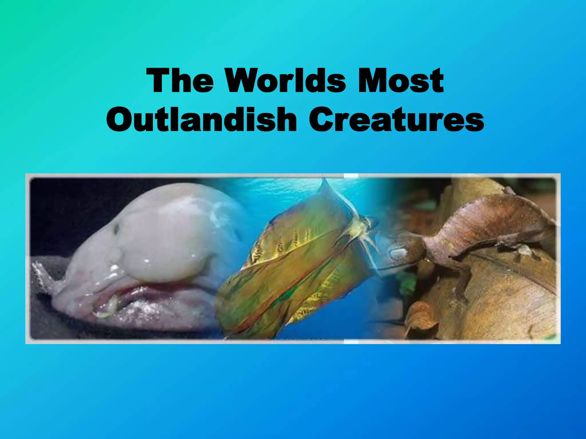 The worlds most outlandish creatures | PPTX