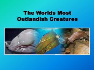 The Worlds Most Outlandish Creatures 