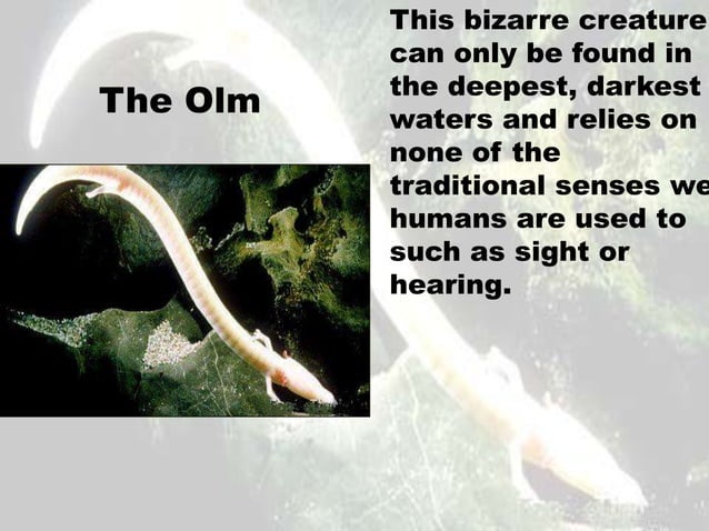 The worlds most outlandish creatures | PPTX