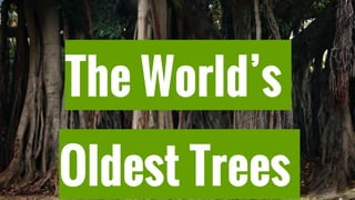 The World’s
Oldest Trees
 