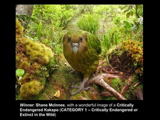 Winner :  Shane McInnes , with a wonderful image of a  Critically Endangered Kakapo  ( CATEGORY 1 – Critically Endangered or Extinct in the Wild ) 