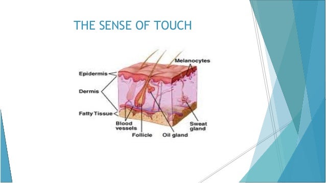 The world through our senses