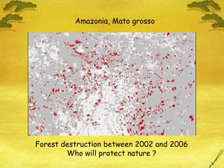 Forest destruction between   2002 and 2006 Who will protect nature ? Amazonia, Mato grosso 