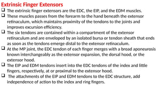Extensor Excursion The Wrist and Hand Complex.pptx. comprehensive anatomy and functions | PPTX