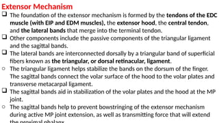 The Wrist and Hand Complex.pptx. comprehensive anatomy and functions | PPTX