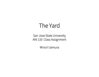 The Yard
San Jose State University
ANI 133 Class Assignment
Minori Uemura
 