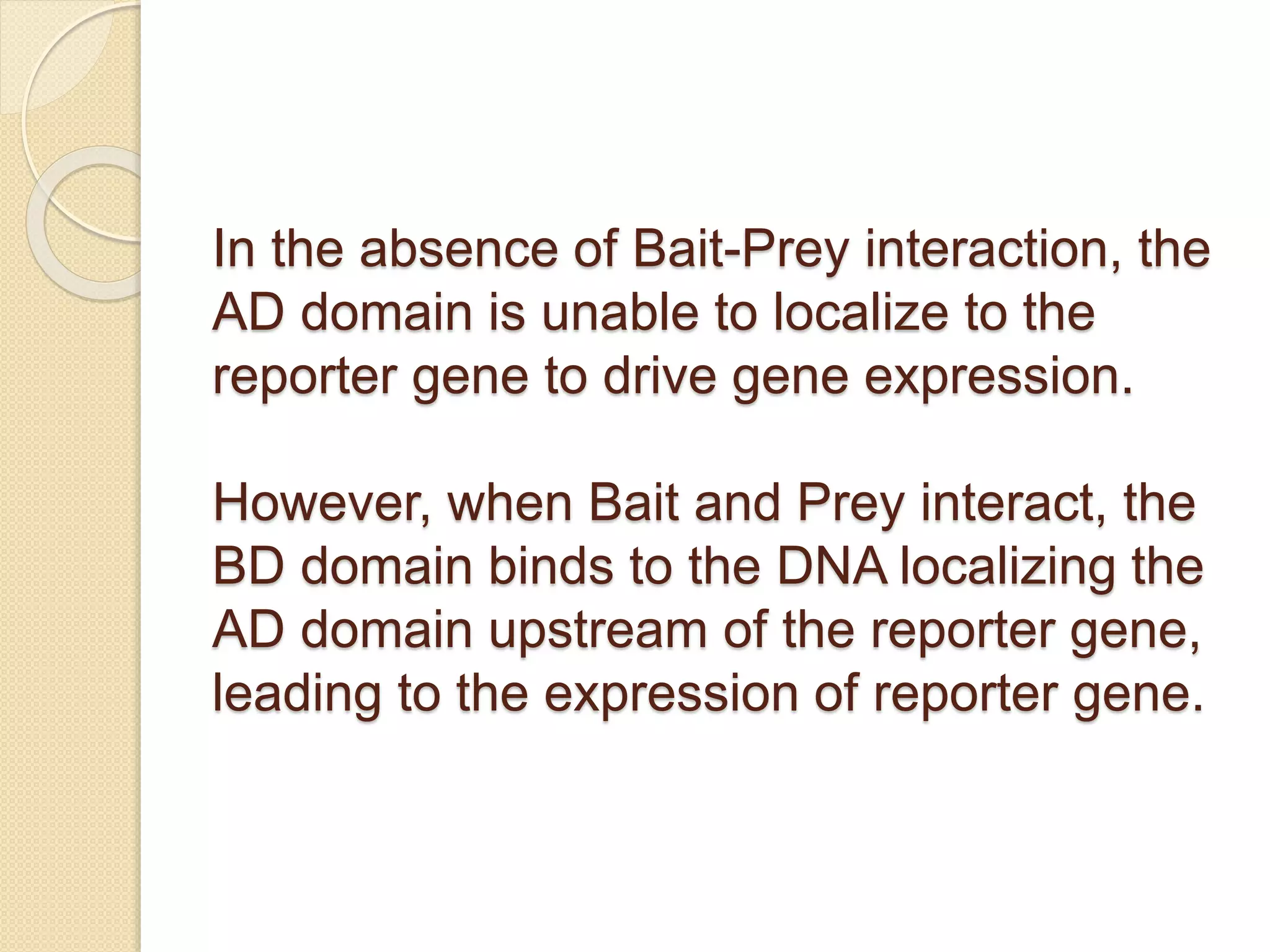 In the absence of Bait-Prey interaction, the
AD domain is unable to localize to the
reporter gene to drive gene expression.
However, when Bait and Prey interact, the
BD domain binds to the DNA localizing the
AD domain upstream of the reporter gene,
leading to the expression of reporter gene.
 