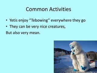 Common Activities
• Yetis enjoy “Tebowing” everywhere they go
• They can be very nice creatures,
But also very mean.
 