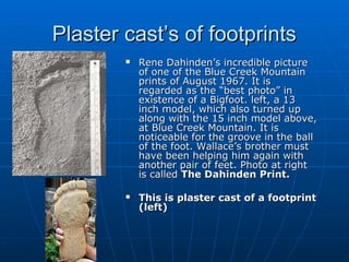 PPllaasstteerr ccaasstt’’ss ooff ffoooottpprriinnttss 
 RReennee DDaahhiinnddeenn’’ss iinnccrreeddiibbllee ppiiccttuurree 
ooff oonnee ooff tthhee BBlluuee CCrreeeekk MMoouunnttaaiinn 
pprriinnttss ooff AAuugguusstt 11996677.. IItt iiss 
rreeggaarrddeedd aass tthhee ““bbeesstt pphhoottoo”” iinn 
eexxiisstteennccee ooff aa BBiiggffoooott.. lleefftt,, aa 1133 
iinncchh mmooddeell,, wwhhiicchh aallssoo ttuurrnneedd uupp 
aalloonngg wwiitthh tthhee 1155 iinncchh mmooddeell aabboovvee,, 
aatt BBlluuee CCrreeeekk MMoouunnttaaiinn.. IItt iiss 
nnoottiicceeaabbllee ffoorr tthhee ggrroooovvee iinn tthhee bbaallll 
ooff tthhee ffoooott.. WWaallllaaccee’’ss bbrrootthheerr mmuusstt 
hhaavvee bbeeeenn hheellppiinngg hhiimm aaggaaiinn wwiitthh 
aannootthheerr ppaaiirr ooff ffeeeett.. PPhhoottoo aatt rriigghhtt 
iiss ccaalllleedd TThhee DDaahhiinnddeenn PPrriinntt.. 
 TThhiiss iiss ppllaasstteerr ccaasstt ooff aa ffoooottpprriinntt 
((lleefftt)) 
 