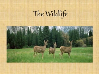 The Wildlife 
 