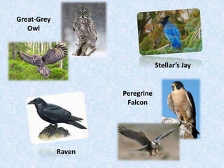 Great-Grey 
Owl 
Stellar’s Jay 
Raven 
Peregrine 
Falcon 
 
