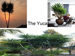 The Yuca 