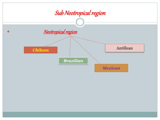 SubNeotropicalregion
 Neotropicalregion
Chilean
Brazilian
Mexican
Antillean
 
