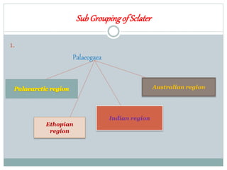 SubGroupingof Sclater
1.
Palaeogaea
Ethopian
region
Indian region
Australian region
 