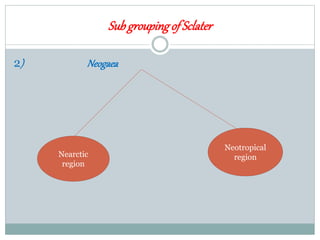 Subgroupingof Sclater
2) Neogaea
Nearctic
region
Neotropical
region
 