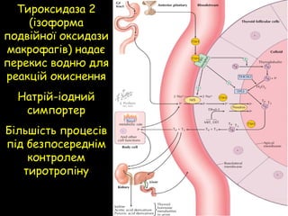 Тироксидаза 2
(ізоформа
подвійної оксидази
макрофагів) надає
перекис водню для
реакцій окиснення
Натрій-іодний
симпортер
Більшість процесів
під безпосереднім
контролем
тиротропіну
 