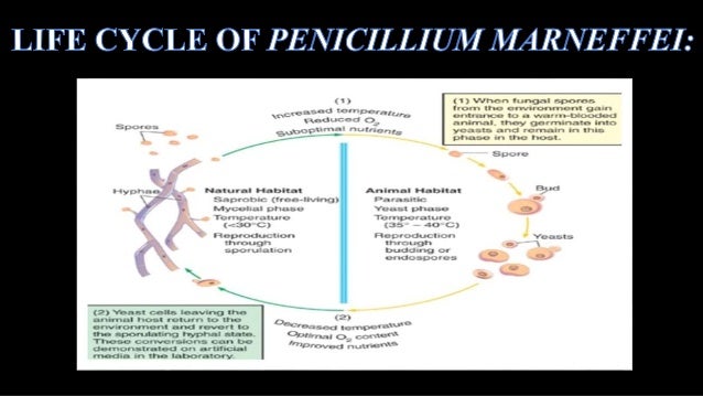 Thhermal dimophism in penicillium marneffiepresentation