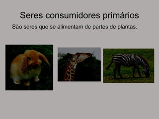 Seres consumidores primários
São seres que se alimentam de partes de plantas.
 