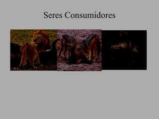 Seres Consumidores
 