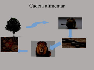 Cadeia alimentar
 
