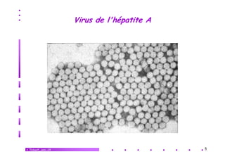 Virus de l'hépatite A

V.Thibault_janv.-14

5

 