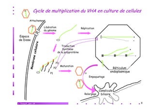 Cycle de multiplication du VHA en culture de cellules
Attachement
Libération
du génome

Réplication

Espace
de Disse

+
Traduction
Synthèse
de la polyprotéine

P3
P2
P1

+
-

Maturation

Réticulum
endoplasmique
Empaquetage

Canalicule
Relargage
biliaire
V.Thibault_janv.-14

8

 
