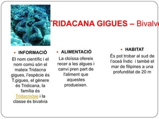 TRIDACANA GIGUES – Bivalve


                                                     HABITAT
  INFORMACIÓ            ALIMENTACIÓ
                                               És pot trobar al sud de
El nom científic i el    La cloïssa ofereix
                                               l’oceà Índic i també el
 nom comú són el        recer a les algues i
                                                mar de filipines a una
  mateix Tridacna        canvi pren part de
                                                 profunditat de 20 m
gigues, l’espècie és       l'aliment que
T.gigues, el gènere           aquestes
  és Tridicana, la          produeixen.
     família és
  Tridacnidae i la
 classe és bivalvia
 