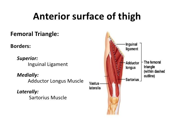 Thigh