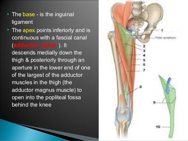 Thigh - Ant.Compartment - Anatomy