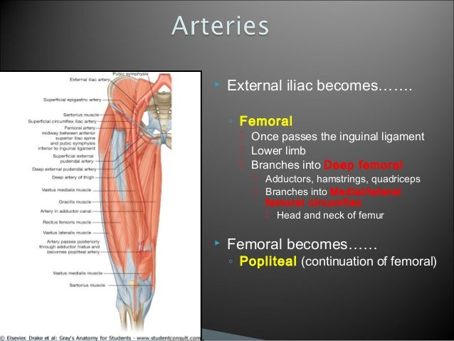 Thigh - Ant.Compartment - Anatomy