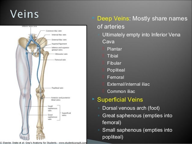 Thigh - Ant.Compartment - Anatomy