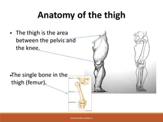 THIGH ANATOMY.pptx