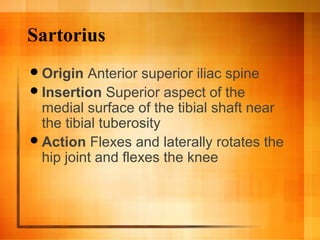 Sartorius
Origin Anterior superior iliac spine
Insertion Superior aspect of the
medial surface of the tibial shaft near
the tibial tuberosity
Action Flexes and laterally rotates the
hip joint and flexes the knee
 