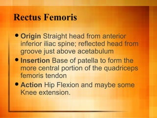 Rectus Femoris
Origin Straight head from anterior
inferior iliac spine; reflected head from
groove just above acetabulum
Insertion Base of patella to form the
more central portion of the quadriceps
femoris tendon
Action Hip Flexion and maybe some
Knee extension.
 