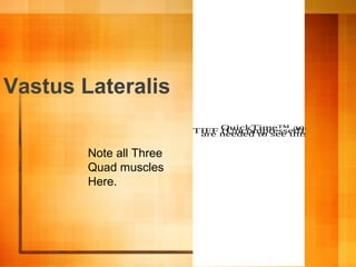 Vastus Lateralis
QuickTime™ and aTIFF (Uncompressed) decompresare needed to see this picture.
Note all Three
Quad muscles
Here.
 