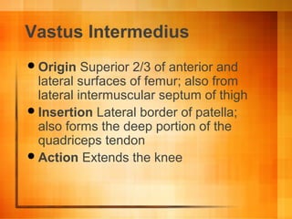 Vastus Intermedius
Origin Superior 2/3 of anterior and
lateral surfaces of femur; also from
lateral intermuscular septum of thigh
Insertion Lateral border of patella;
also forms the deep portion of the
quadriceps tendon
Action Extends the knee
 