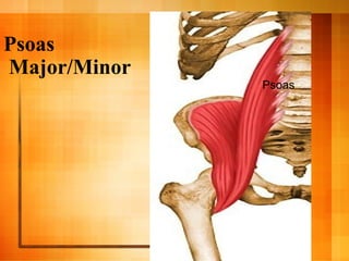 Psoas
Major/Minor
Psoas
 
