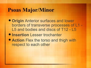 Psoas Major/Minor
Origin Anterior surfaces and lower
borders of transverse processes of L1 -
L5 and bodies and discs of T12 - L5
Insertion Lesser trochanter
Action Flex the torso and thigh with
respect to each other
 